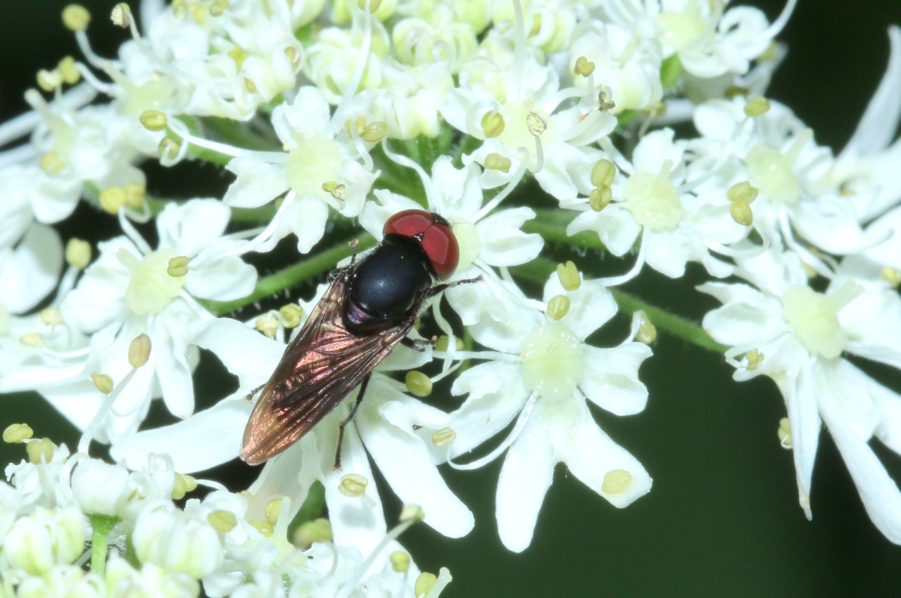 Chrysogaster solstitialis (Fallén, 1817) (mâle)