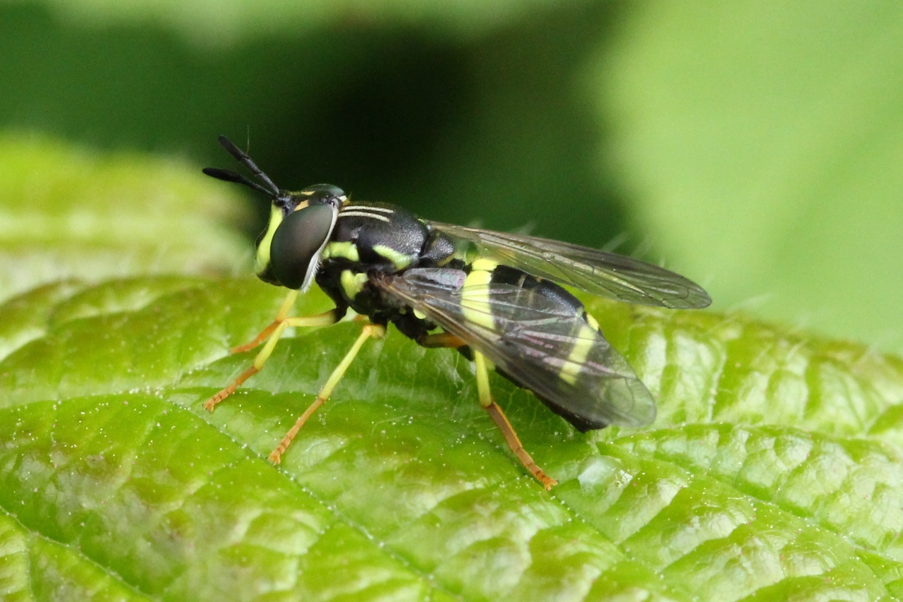 Chrysotoxum bicinctum (Linnaeus, 1758) - Chrysotoxe à double ceinture (femelle)