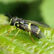 Chrysotoxum bicinctum (Linnaeus, 1758) - Chrysotoxe à double ceinture (femelle)