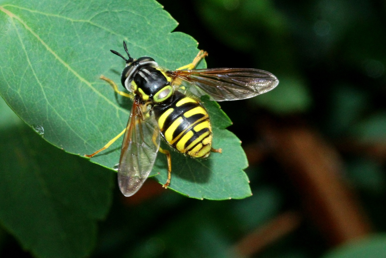 Chrysotoxum cautum (Harris, 1778) - Chrysotoxe prudent