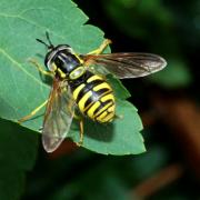 Chrysotoxum cautum (Harris, 1778) - Chrysotoxe prudent