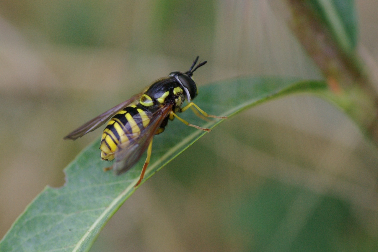 Chrysotoxum cautum (Harris, 1778) (femelle) 