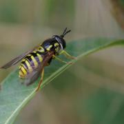 Chrysotoxum cautum (Harris, 1778) (femelle) 