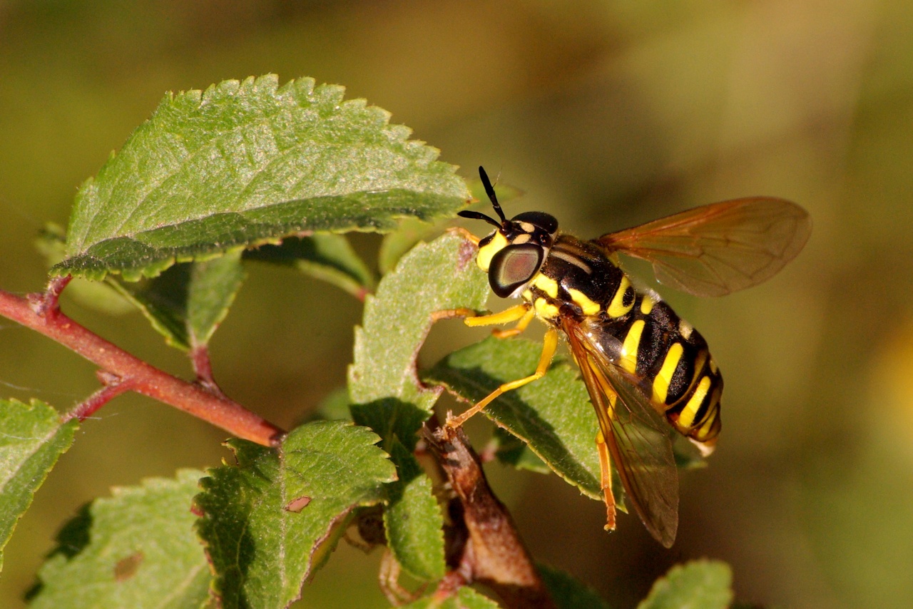 Chrysotoxum elegans Loew, 1841 (femelle)