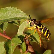 Chrysotoxum elegans Loew, 1841 (femelle)