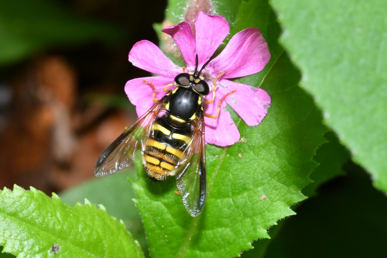 Chrysotoxum fasciolatum (De Geer, 1776) (femelle)