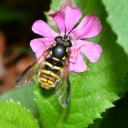 Chrysotoxum fasciolatum (De Geer, 1776) (femelle)