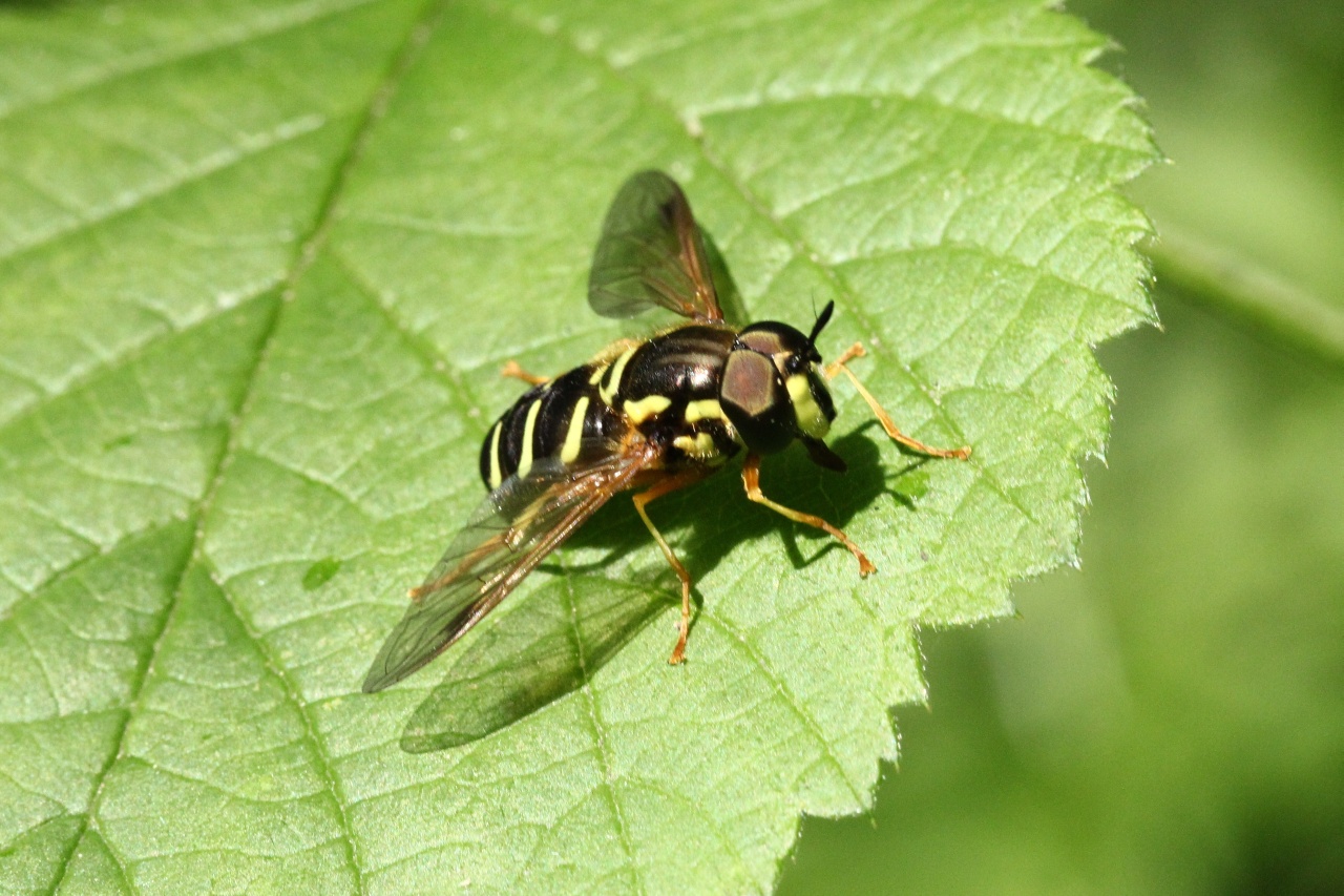 Chrysotoxum festivum (Linnaeus, 1758) (mâle)