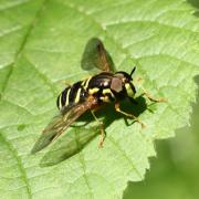 Chrysotoxum festivum (Linnaeus, 1758) (mâle)