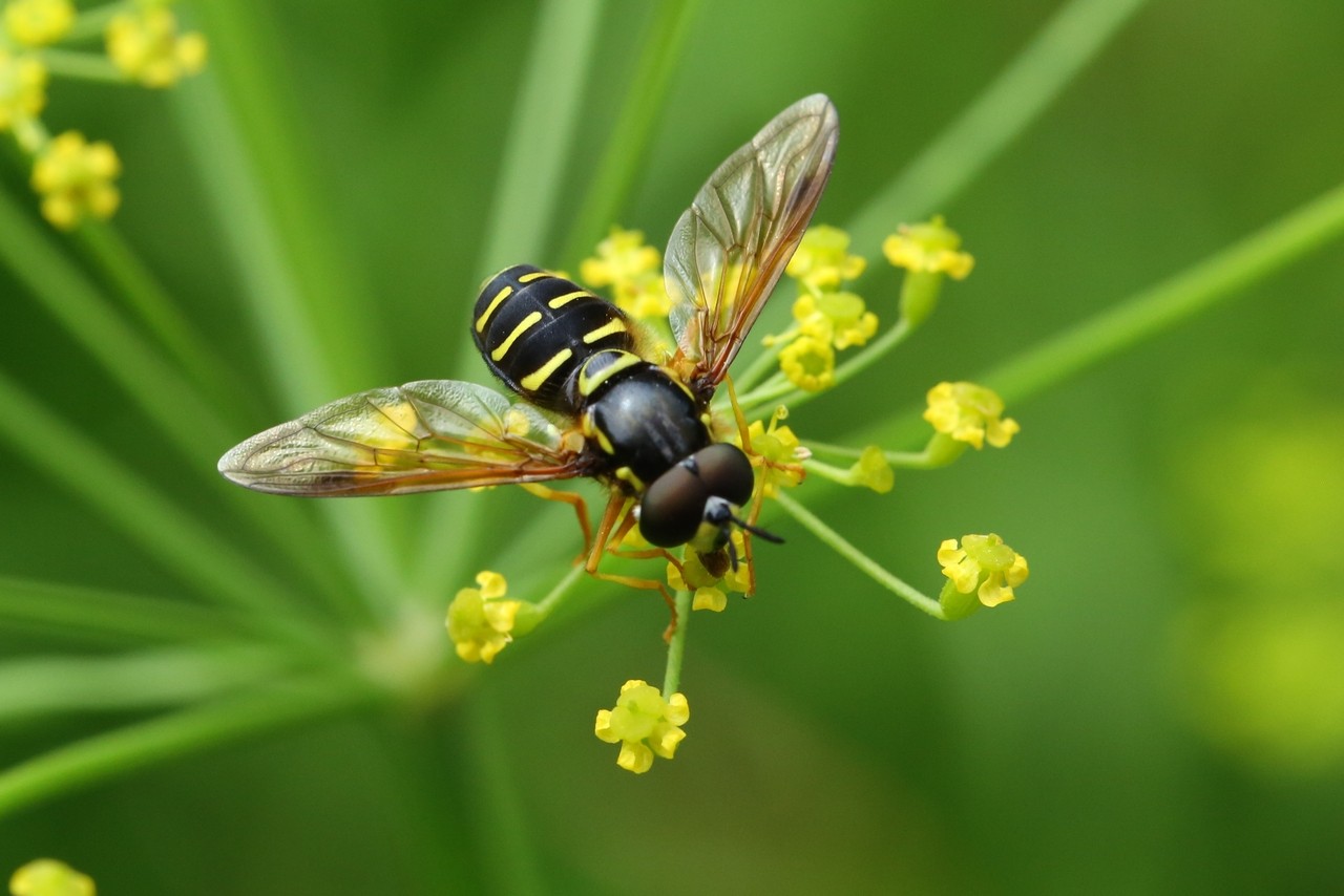 Chrysotoxum festivum (Linnaeus, 1758) (mâle)