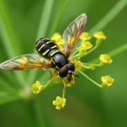 Chrysotoxum festivum (Linnaeus, 1758) (mâle)