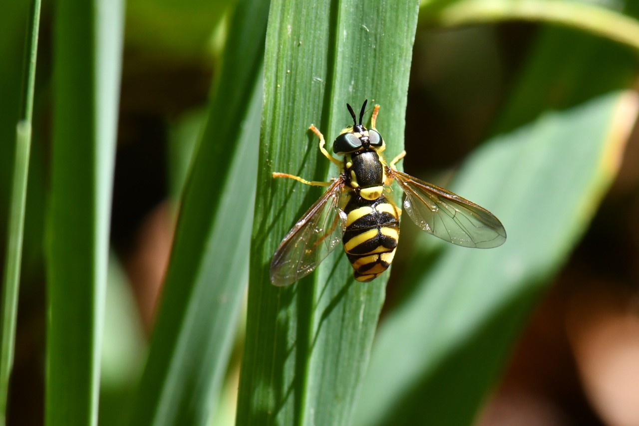 Chrysotoxum intermedium Meigen, 1822 (femelle)