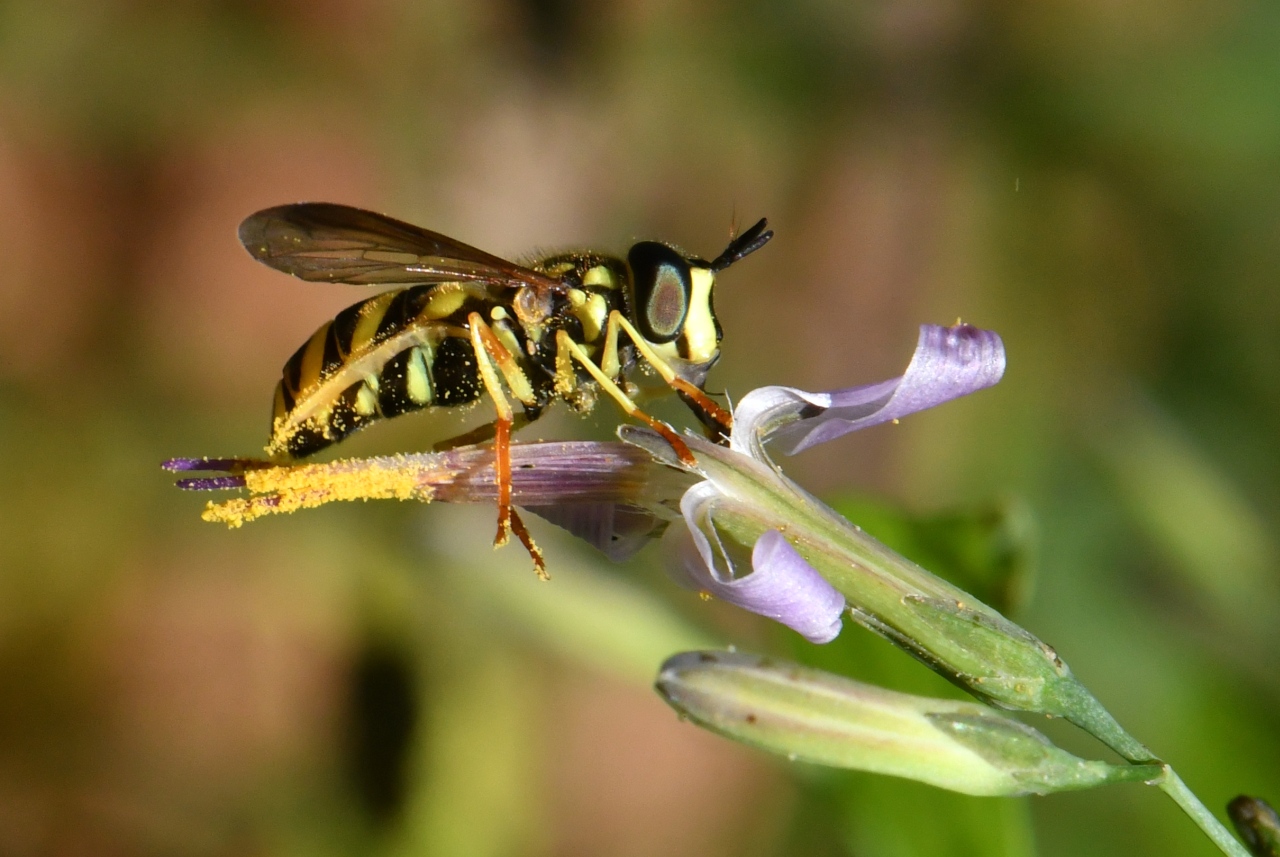 Chrysotoxum intermedium Meigen, 1822 (femelle)