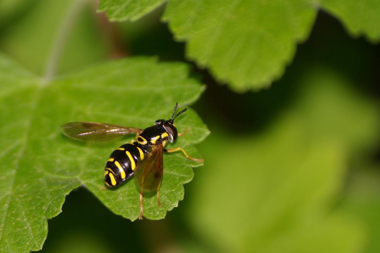 Chrysotoxum vernale Loew, 1841 (femelle)