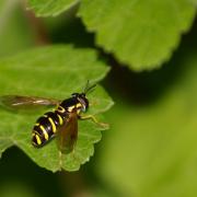 Chrysotoxum vernale Loew, 1841 (femelle)