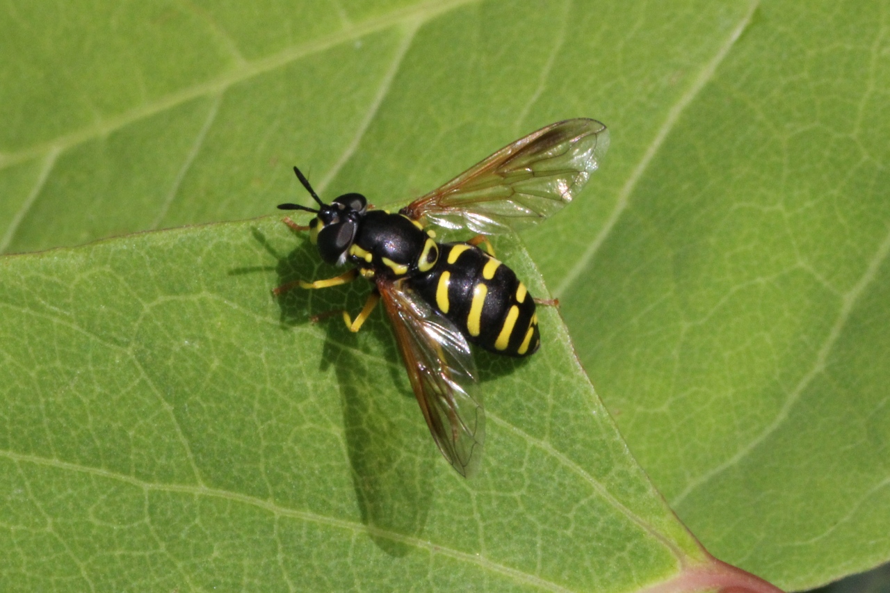 Chrysotoxum vernale Loew, 1841 