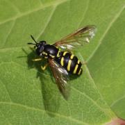 Chrysotoxum vernale Loew, 1841 