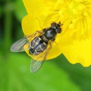 Dasysyrphus pinastri (De Geer, 1776) (femelle)