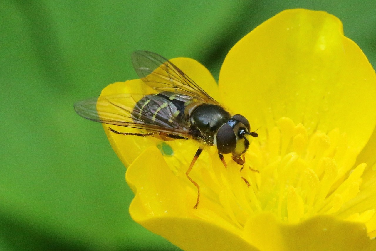 Dasysyrphus pinastri (De Geer, 1776) (femelle)