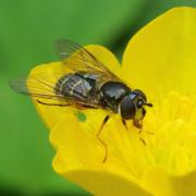 Dasysyrphus pinastri (De Geer, 1776) (femelle)