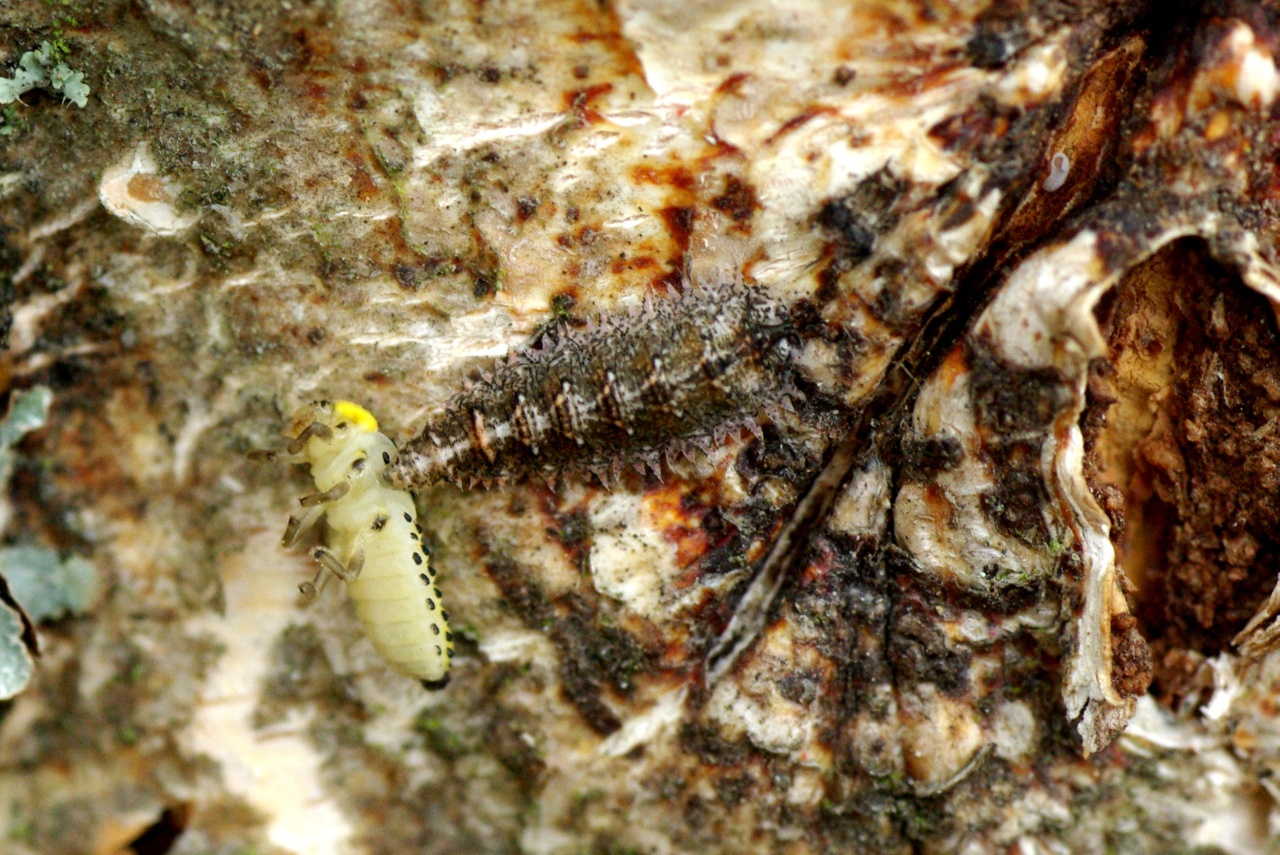 Dasysyrphus sp (larve)