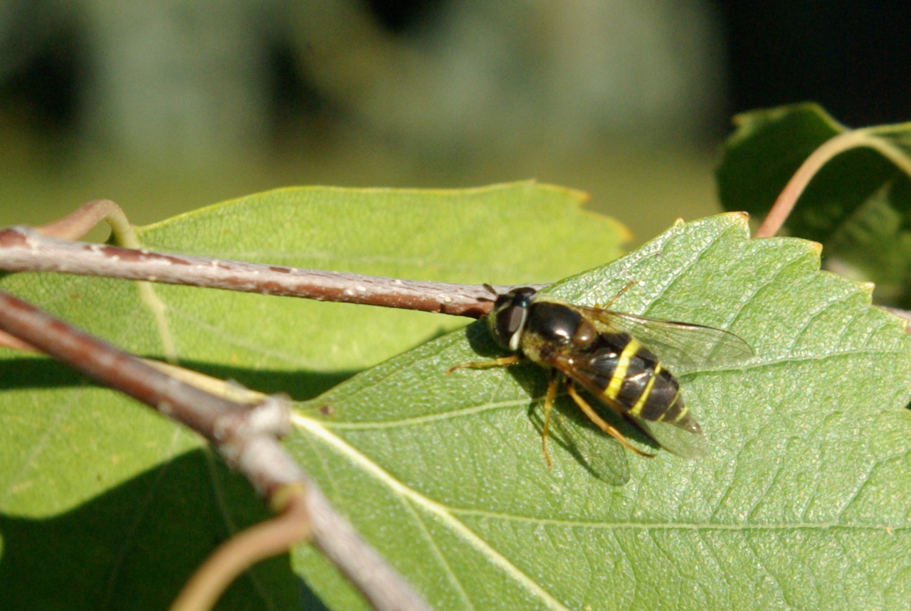 Dasysyrphus tricinctus (Fallén, 1817) (femelle)