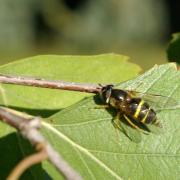 Dasysyrphus tricinctus (Fallén, 1817) (femelle)