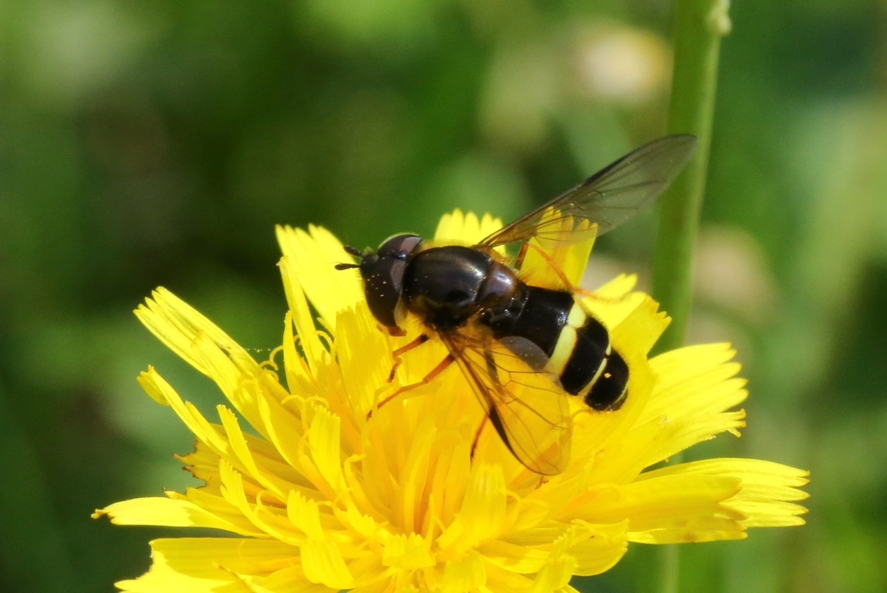 Dasysyrphus tricinctus (Fallén, 1817) (mâle)