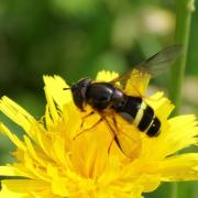 Dasysyrphus tricinctus (Fallén, 1817) (mâle)