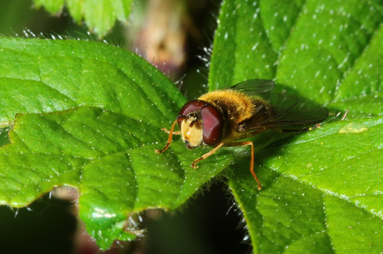 Epistrophe eligans (Harris, 1780) (mâle)