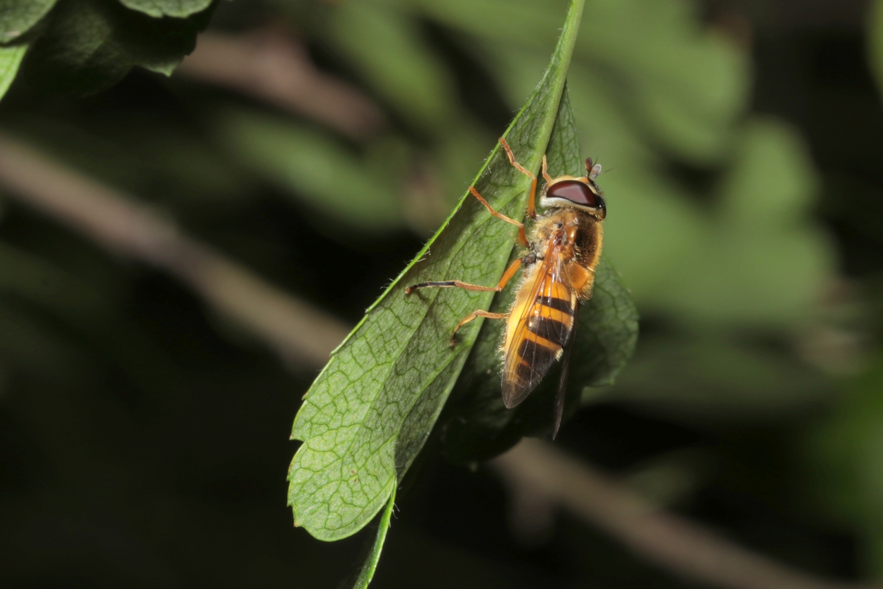 Epistrophe eligans (Harris, 1780) (femelle)