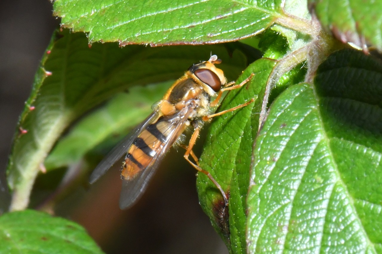 Epistrophe melanostoma (Zetterstedt, 1843) (femelle)