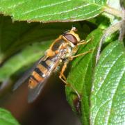 Epistrophe melanostoma (Zetterstedt, 1843) (femelle)