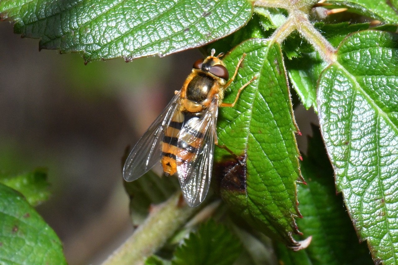 Epistrophe melanostoma (Zetterstedt, 1843) (femelle)