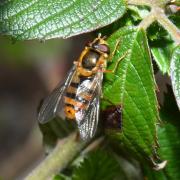 Epistrophe melanostoma (Zetterstedt, 1843) (femelle)