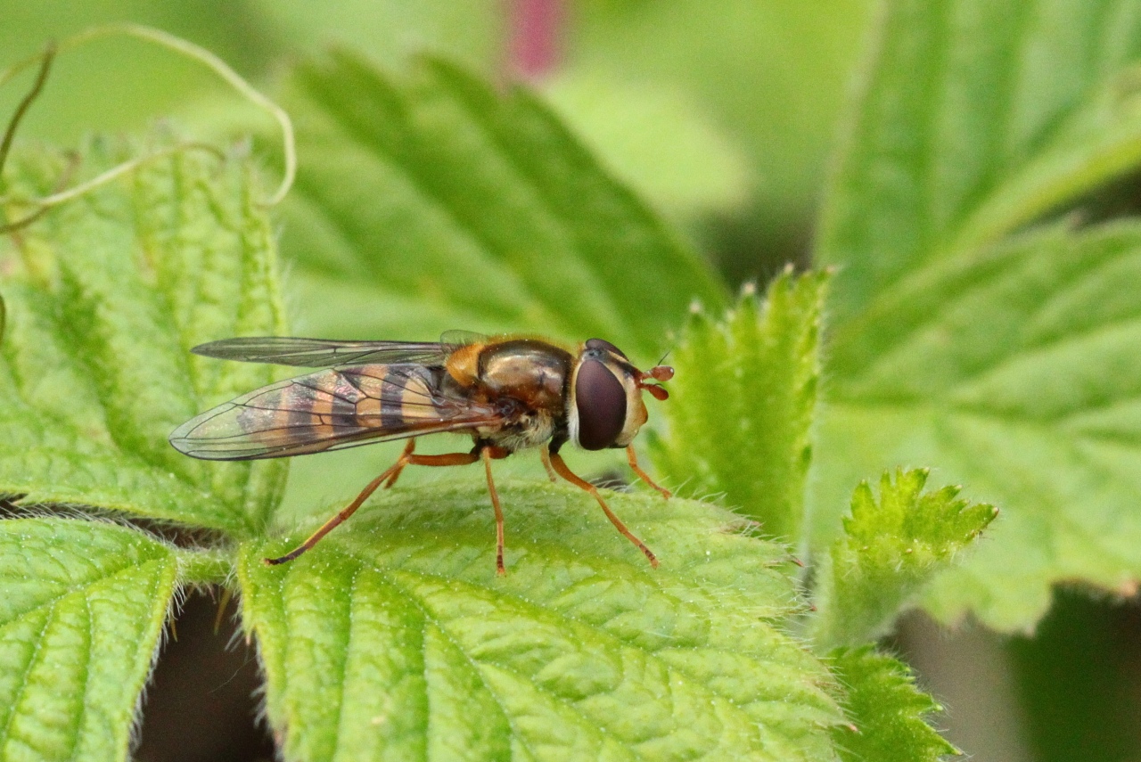 Epistrophe nitidicollis (Meigen, 1822)