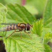 Epistrophe nitidicollis (Meigen, 1822)