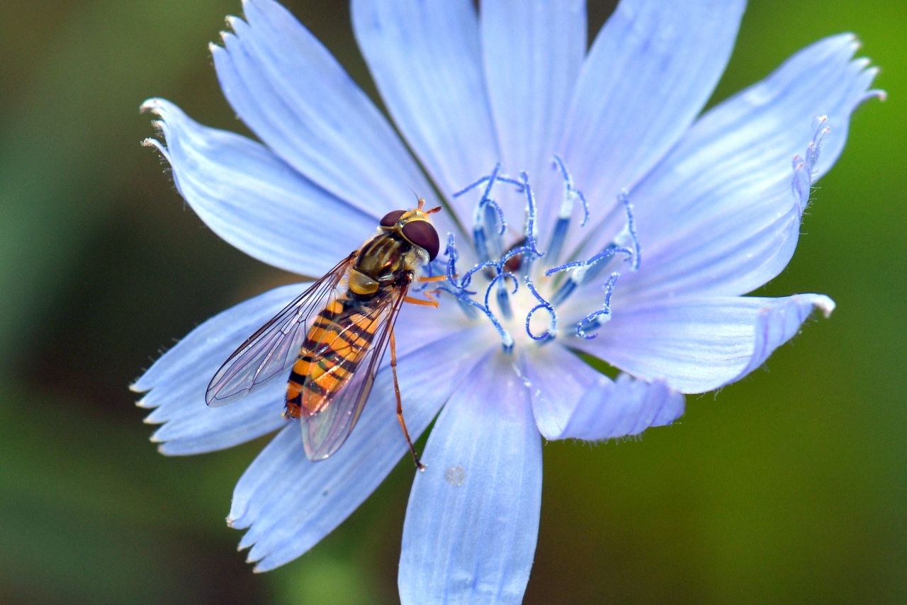 Episyrphus balteatus (De Geer, 1776) - Syrphe ceinturé (femelle)