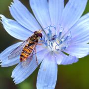 Episyrphus balteatus (De Geer, 1776) - Syrphe ceinturé (femelle)