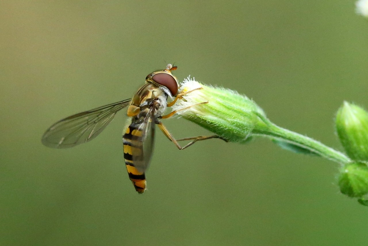 Episyrphus balteatus (De Geer, 1776) - Syrphe ceinturé (femelle)