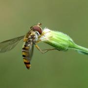 Episyrphus balteatus (De Geer, 1776) - Syrphe ceinturé (femelle)