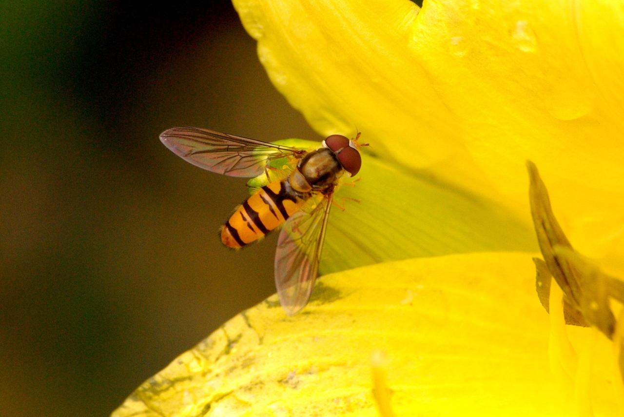 Episyrphus balteatus (De Geer, 1776) - Syrphe ceinturé (mâle)