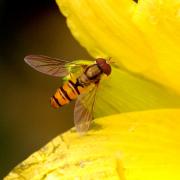 Episyrphus balteatus (De Geer, 1776) - Syrphe ceinturé (mâle)