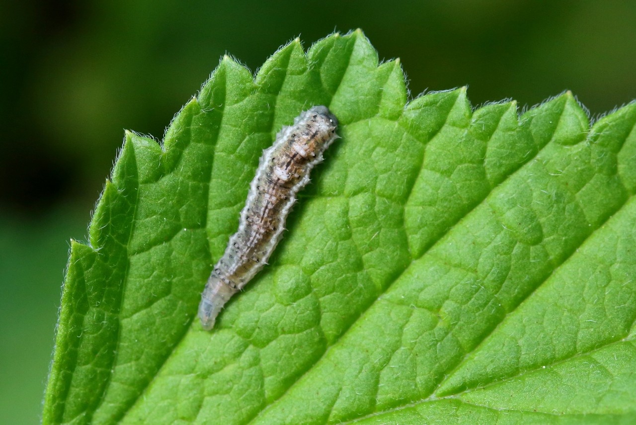 Episyrphus balteatus (De Geer, 1776) - Syrphe ceinturé (larve)