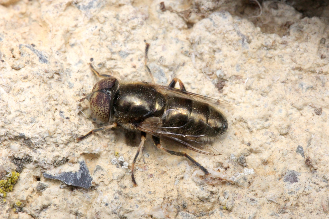 Eristalinus aeneus (Scopoli, 1763) (mâle)