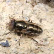 Eristalinus aeneus (Scopoli, 1763) (mâle)