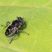 Eristalinus sepulchralis (Linnaeus, 1758) - Eristale sépulcrale (mâle)