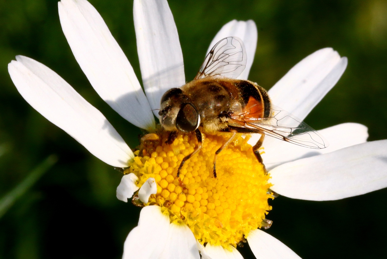 Eristalis arbustorum (Linnaeus, 1758) - Eristale des arbres (femelle)