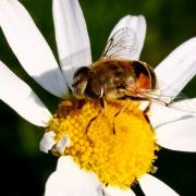 Eristalis arbustorum (Linnaeus, 1758) - Eristale des arbres (femelle)