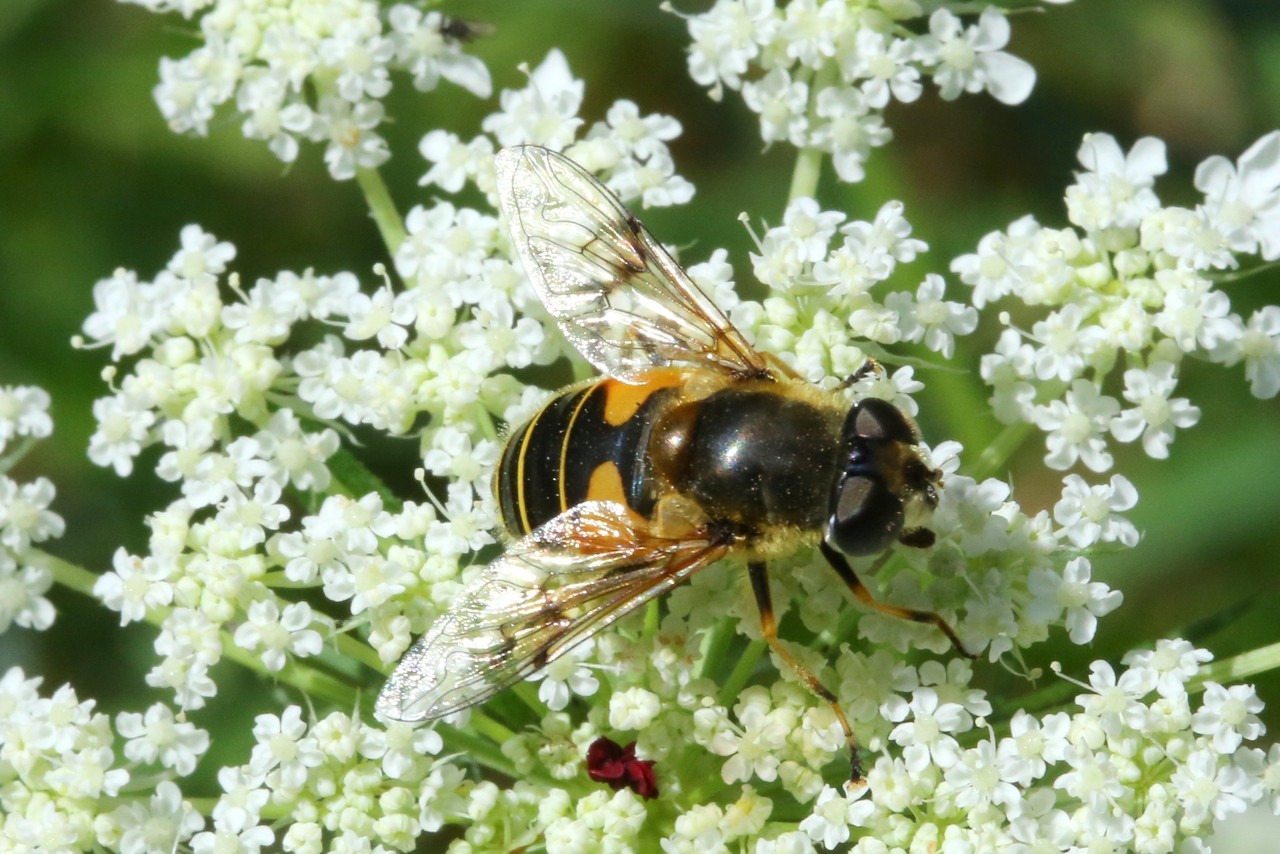 Eristalis arbustorum (Linnaeus, 1758) - Eristale des arbres